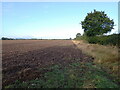 Field edge west of Brook Farm