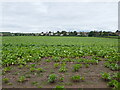 Sugar beet field and the western fringe of Farnsfield