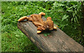 SX8963 : Wet dog, Cockington Meadows by Derek Harper