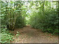 Path, Alice Holt Forest