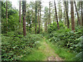 Path, Alice Holt Forest