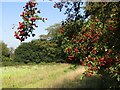 Abinger Bottom - Path by King George