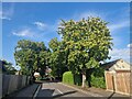 Autumn trees in Broomleaf Road