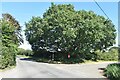 Prominent tree at minor crossroad near The Arrows