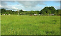 Cattle by Chapel Farm