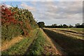 Bridleway to Dry Drayton Road