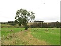 NT7060 : Baled hay at Fellcleugh by M J Richardson
