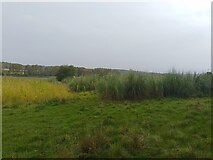 SU5371 : Pampas grass near Cole's Farm by Oscar Taylor