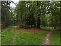 Paths through States Hill Wood