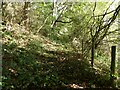 Almost impassable footpath in woodland on Gaer-fawr near Gulsfield