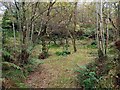 Overgrown small quarry site