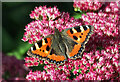 NT6131 : A small tortoiseshell butterfly (Aglais urticae) by Walter Baxter