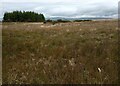 Long abandoned field