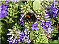 Bee on hebe flower in late September sunshine, Hove