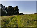 Restricted byway towards Woolley Down Cottage