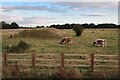 TL4065 : Longhorn cows on former Oakington Airfield by Hugh Venables