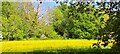 Watermeadows along the River Fromus, Benhall Green