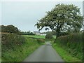 Country lane towards Bodrwyn