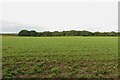 Looking across the field at Sand Wood