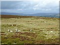 SE1045 : Sheep on Ilkley Moor by Kevin Waterhouse