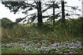 Michaelmas daisies in Humberston Fitties (1)