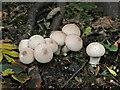 NT5036 : Common Puffball mushrooms (Lycoperdon perlatum) by Walter Baxter