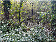 V9888 : Sheheree Bog Nature Reserve by Neville Goodman