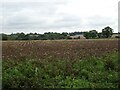 Field near Tharston