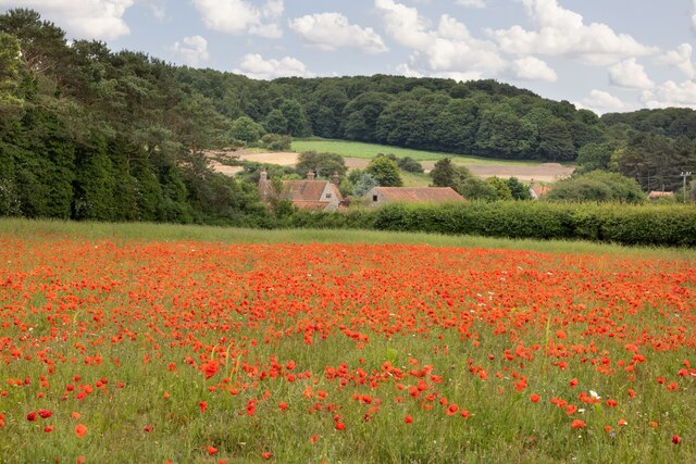 Poppies near High Kelling, Norfolk