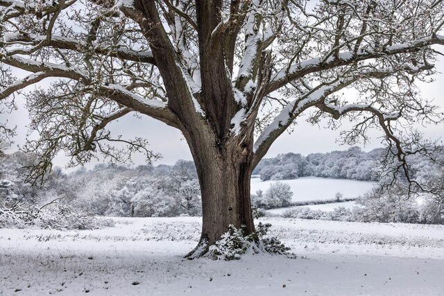 Tree in Winter, Trent Country Park