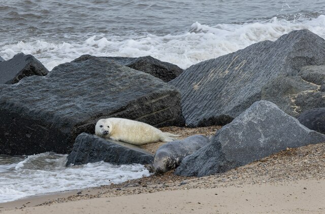 First Seal Pup, Horsey Gap, Norfolk