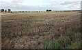 Field waiting for ploughing