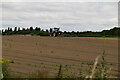 Tractor in field