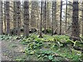 Trees and rocks