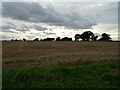 Stubble field, Calthorpe Street