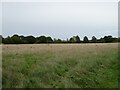 Grassland off High Road