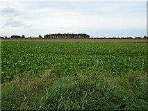 TG3529 : Crop field north of Old School Road by JThomas