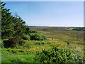 Moorland north of Newmarket