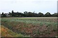 Field by Rectory Road, Mickley Green