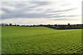 Cambridgeshire Farmland