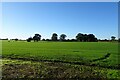 Fields south of Northgate Lane