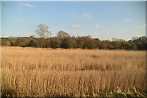 TM2850 : Reeds, Deben Estuary by N Chadwick