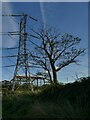 Pylon and tree on Lindale Lane