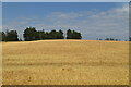 Wheat field