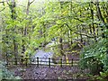 Green Brook in Spa Wood