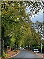 Autumn colour on Darley Avenue