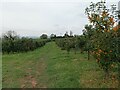 SO6837 : Haygrove Orchard by Pebble
