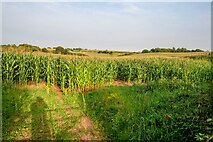 ST0014 : Halberton : Maize Field by Lewis Clarke