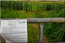 ST0014 : Halberton : Maize Field by Lewis Clarke