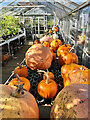 SK9110 : Barnsdale pumpkins by Paul Harrop